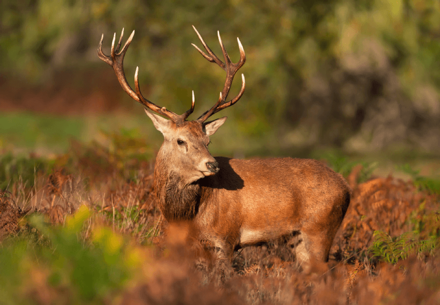 hert duinen